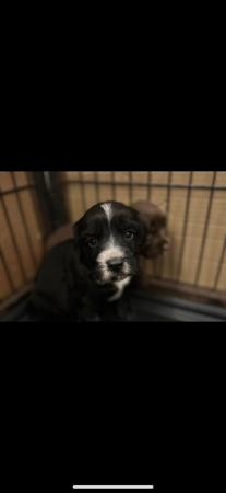 Image 3 of Sprocker puppies for sale