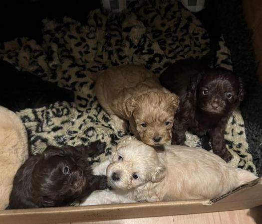 Image 4 of Gorgeous Shihpoos For Sale