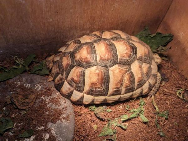 Image 2 of Small tortoise for sale