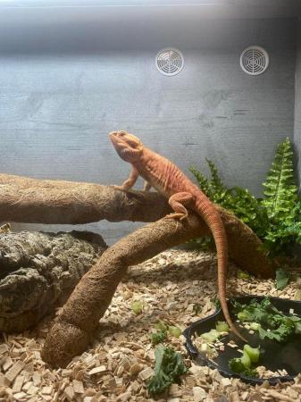 Image 5 of 2year old male bearded dragon £680 with Viv
