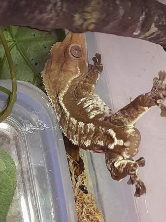 Image 6 of Crested Gecko Hatchlings and Breeders.