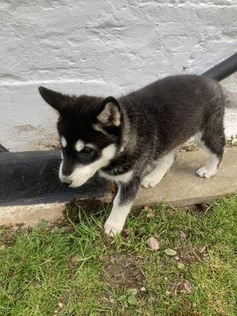 Image 7 of Husky cross puppies for sale