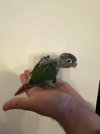 Image 4 of Beautiful baby Conures ready to be reserved