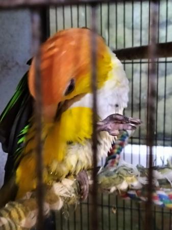 Image 4 of Yellow thigh caique.....