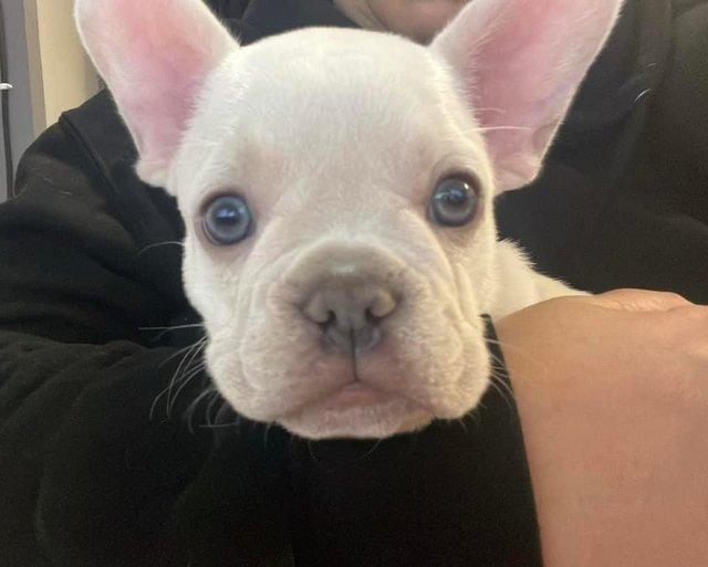 Preview of the first image of French bulldog puppy for sale.