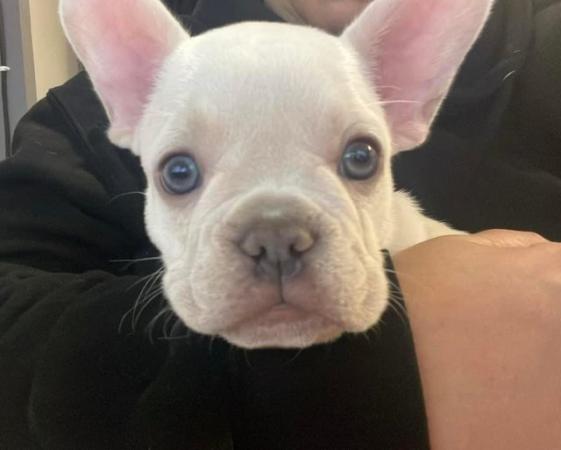 Image 1 of French bulldog puppy for sale