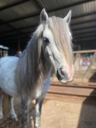Image 36 of 5*Home Found Other Rescue Ponies Available 4 Full Re-Homing.