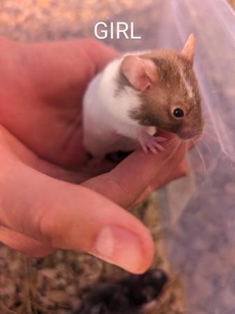 Image 13 of Friendly, baby Syrian hamsters