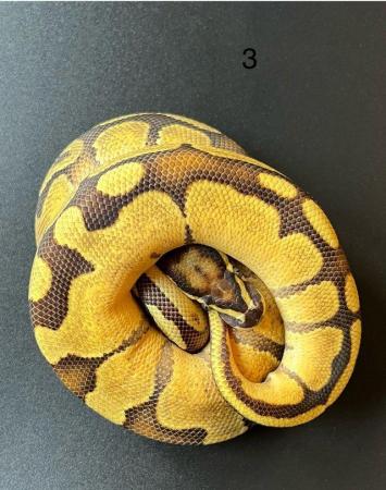 Image 5 of Ball/ Royal  python hatchlings