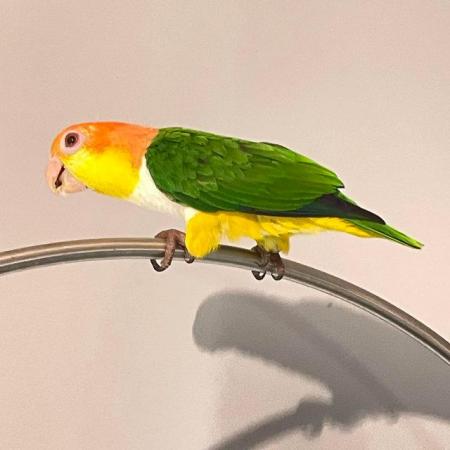 Image 5 of Caique yellow thigh parrot hand tame inc delivery allaranged