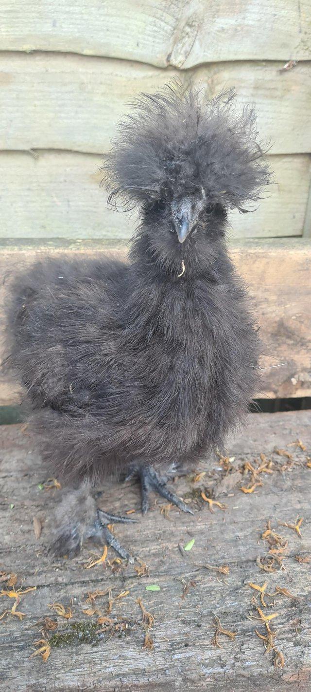 Preview of the first image of Black USA silkie happy and healthy.