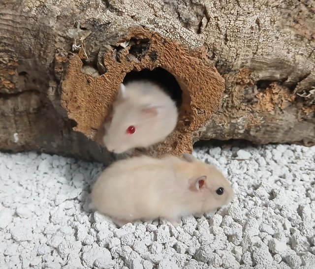 Preview of the first image of Baby Campbell's Hamsters.