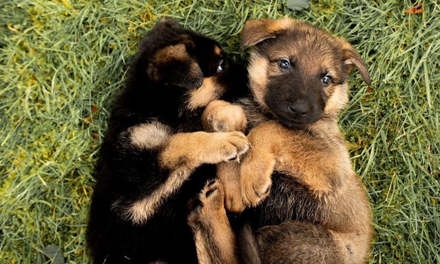 Image 13 of German shepherd puppies ready now £775,Ono
