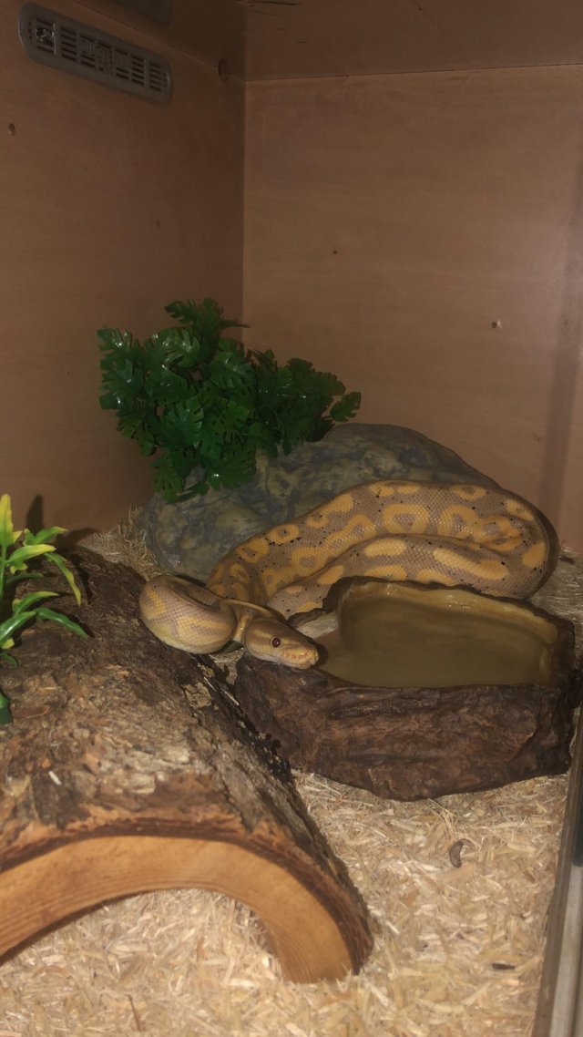 Preview of the first image of 2 year old banana royal python and enclosure.