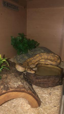 Image 1 of 2 year old banana royal python and enclosure