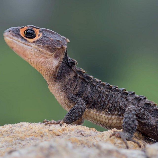 Preview of the first image of LOOKING FOR CROCODILE SKINKS CAPTIVE BRED.