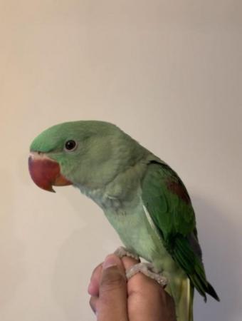 Image 4 of HAND REARED SUPER SILLY TAMED & TALKATIVE ALEXANDRINE BABY