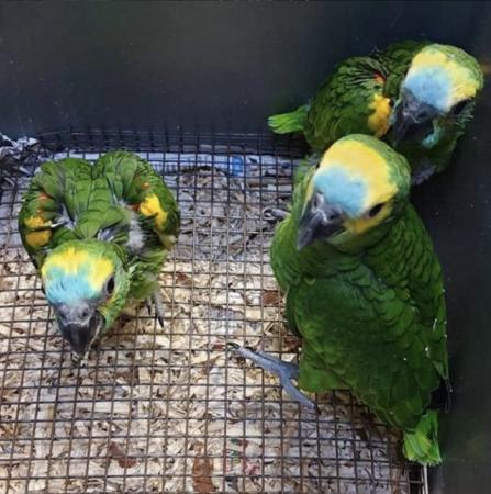 Image 3 of Breeding pair Amazon blue frontend!!. Parrots