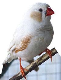Image 9 of Beautiful Young Zebra Finch PAIRS for Sale