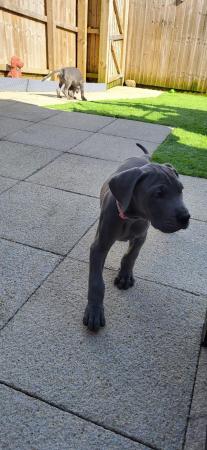Image 27 of Adorable KC Blue Great Dane puppies READY NOW!!