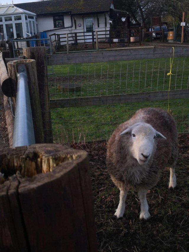 Preview of the first image of Herdwick Ram, ready for his next tour of duty.