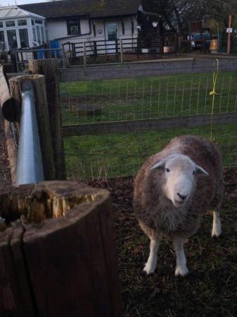 Image 1 of Herdwick Ram, ready for his next tour of duty