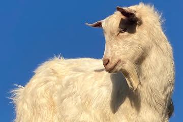 Preview of the first image of Golden Guernsey cross Billy goat.