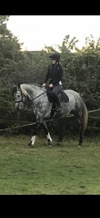 Image 2 of Marina 15.3 AES registered mare 10 years old