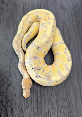 Image 3 of 3 month old female banana pastel poss het pied royal python