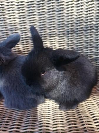 Image 4 of Baby mini lop bunnies for sale