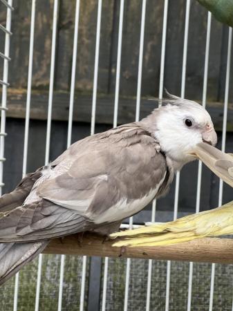 Image 1 of Quality Baby & Adult breeding cockatiels - Various Colours