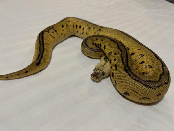 Image 2 of Snake collection for sale