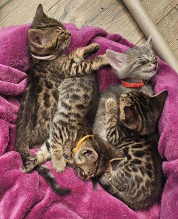 Image 4 of One Cute Bengal Kitten looking for her new home.