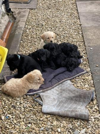 Image 2 of Labradoodle puppies one girl available