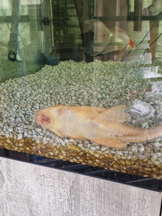 Preview of the first image of Large albino pleco for sale.