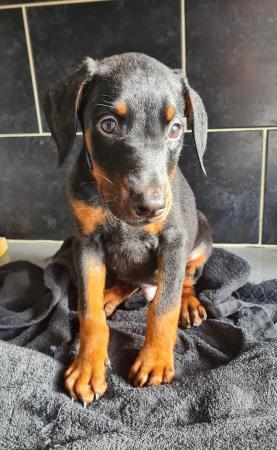 Image 4 of READY NOW Doberman puppies from health tested parents