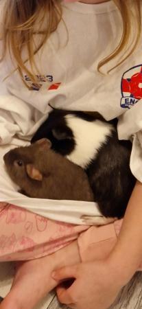 Image 5 of Guinea pigs X2 males. 6months old