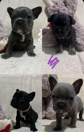 Image 4 of French bulldog puppies 3 left