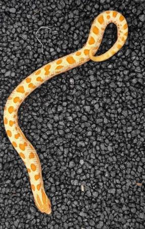 Image 1 of Western hognose snakes and kenyan sand boas to be updated