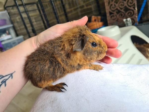 Image 6 of 6 week old purebred teddy guinea pigs