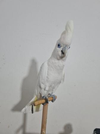 Image 5 of 7 month old female cockatoo