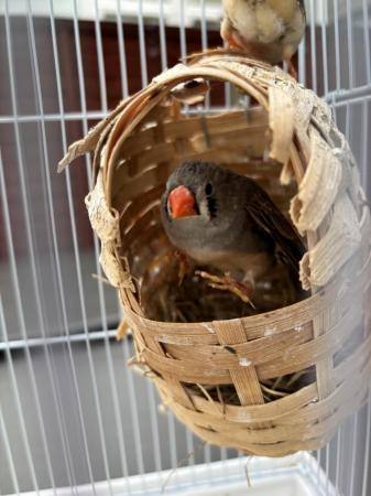Image 5 of Zebra Finches for sale complete with cage