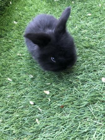 Image 4 of 3 baby mini lop really fluffy