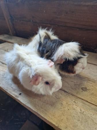 Image 15 of Young Boar Guinea Pigs For Sale