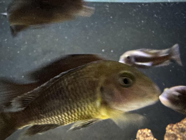 Preview of the first image of Approximately 13 Tropheus.