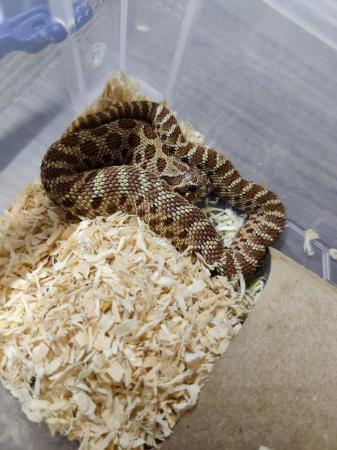 Image 3 of Normals and Arctics het albino and 66% lavender