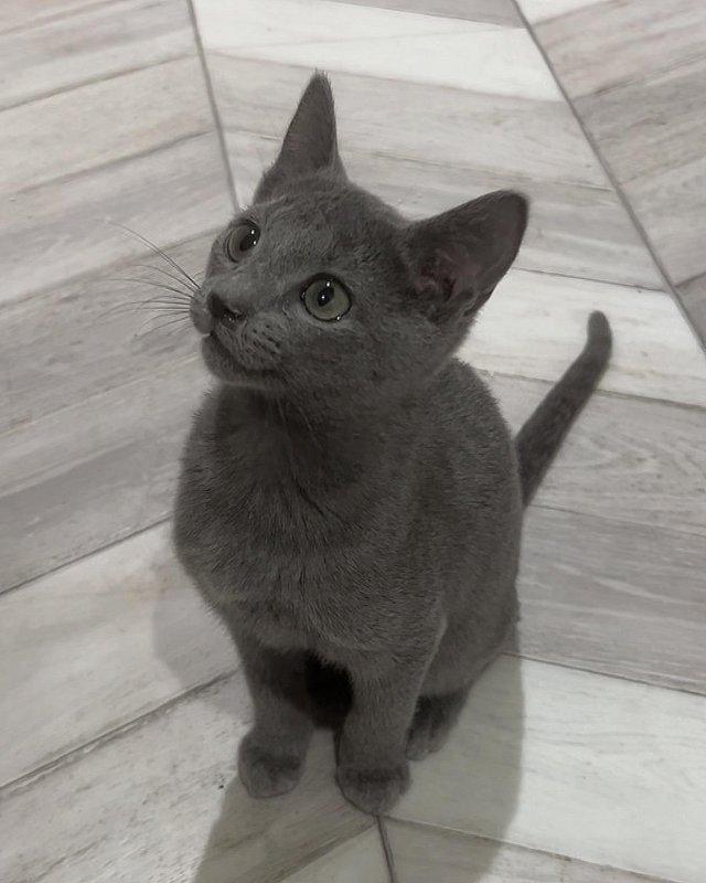Preview of the first image of 6 Full pedigree russian blue kittens. GCCF registered..