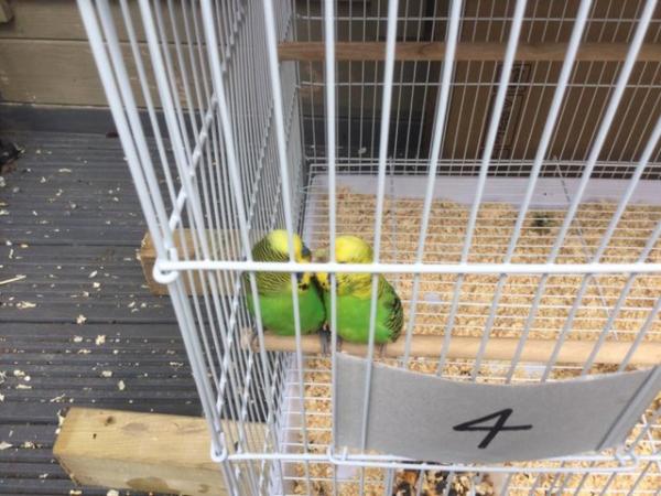 Image 5 of Pair of Budgies for sale