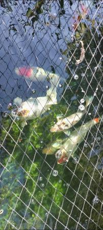Image 3 of Koi carp, various sizes, great condition.