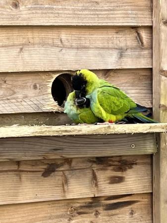 Image 1 of Nanday conure, breeding pair